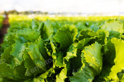 Preview: Rows of fresh green lettuce growing in hydroponic farm in greenhouse, copy space