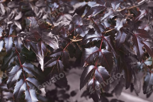 Preview: purple bush leaves close. nature spring background.