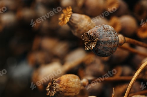 Preview: Close up of dried flower plant bunch.