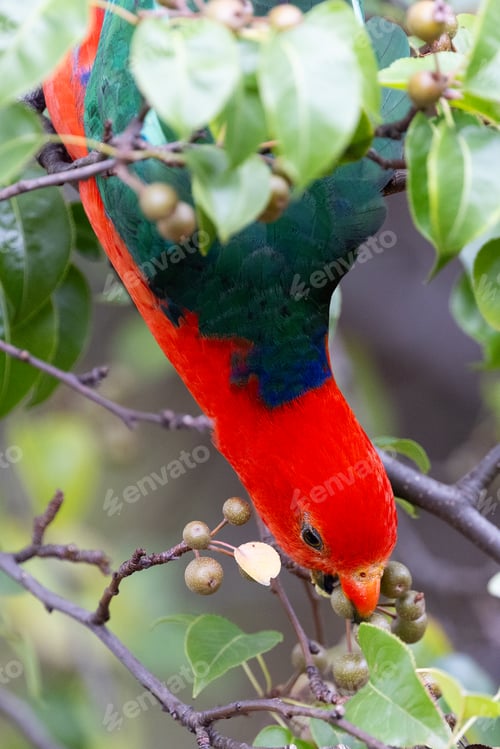 Preview: Australian King Parrot in Victoria Australia
