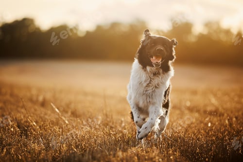 Preview: Happy Czech Mountain Dog running on field