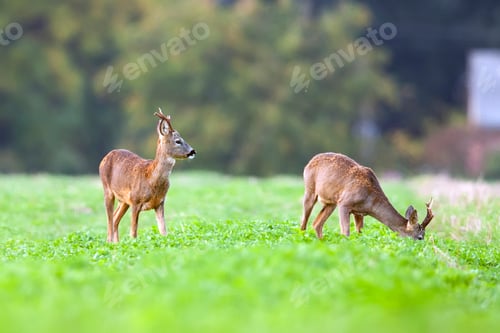 Preview: Buck deers in a clearing