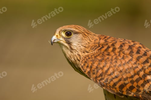 Preview: Portrait of a Kestrel (Falco Tinnunculus) on a blurred background