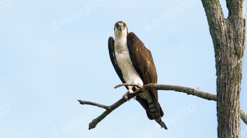 Preview: Male Osprey Peched