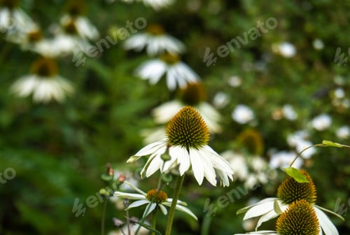 Preview: Beautiful summer background with echinacea flowers