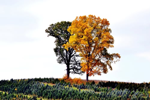 Preview: Two Fall trees