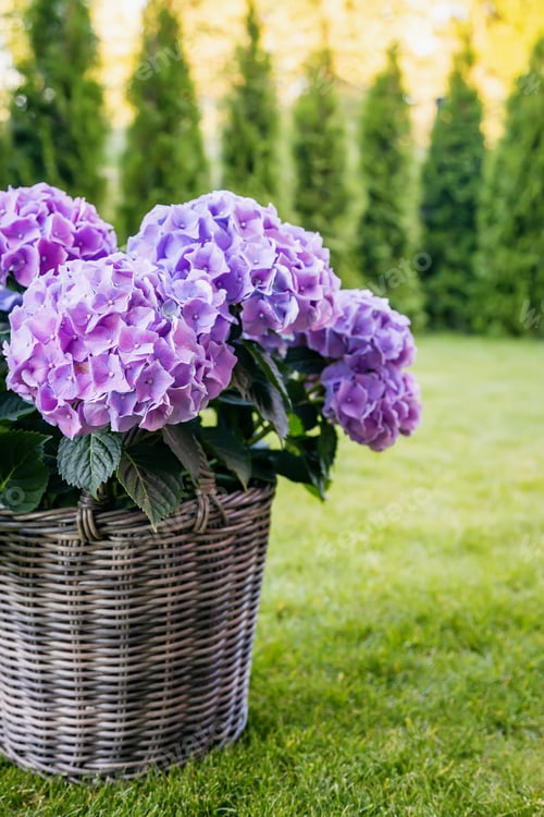 Preview: Close-up basket pot with a bush of blooming hydrangeas