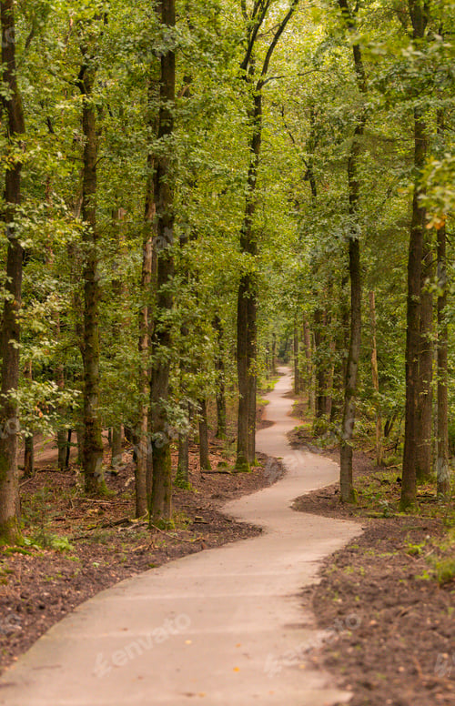 Preview: winding hiking trail through the forests