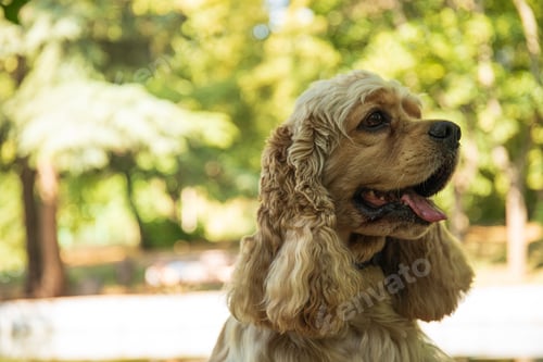 Preview: American spaniel, concept of pet and best friend - dog
