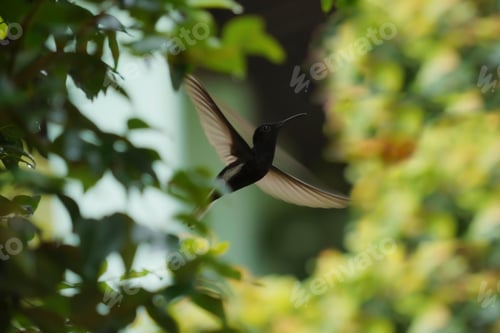 Preview: Beautiful Hummingbird in nature