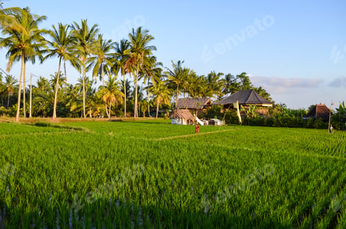 Preview: Small green rice plants growing in the shallow paddy fields, rice paddies with mud dividing walls,