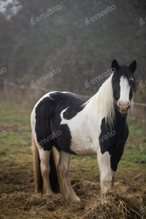 Preview: Serene Foggy Landscape with Horse Grazing in the Fields