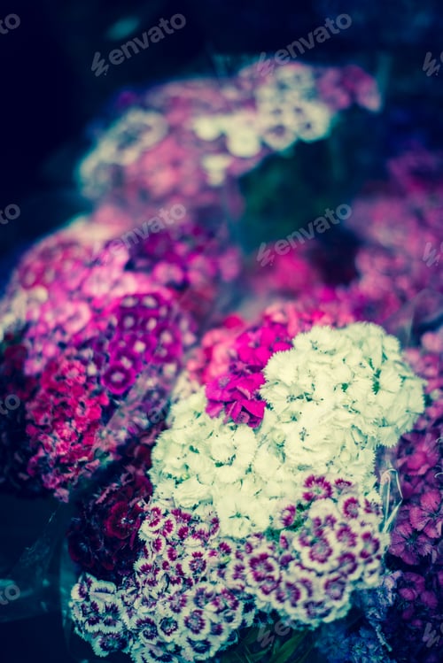 Preview: White and pink flowers