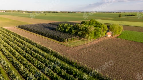 Preview: Ripe apples in an small orchard farm ready for harvesting, covered with protecting net