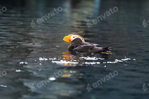 Preview: Puffin