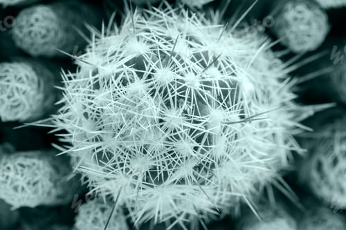 Preview: Close-Up Round Cactus with White Needles, Coloring in Trend Fortuna Gold Color of Year