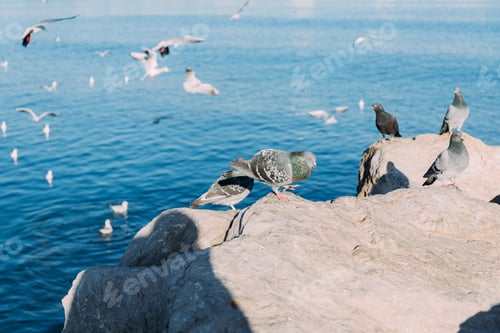 Preview: selective focus of pigeons sitting on coast rocks and seagulls flying over sea, barcelona, spain