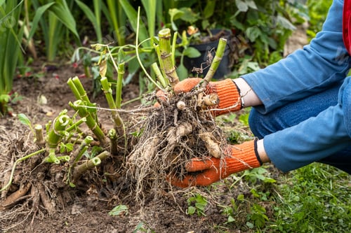Preview: Hands hold dahlia tubers, just dug out of the ground for winter storage.