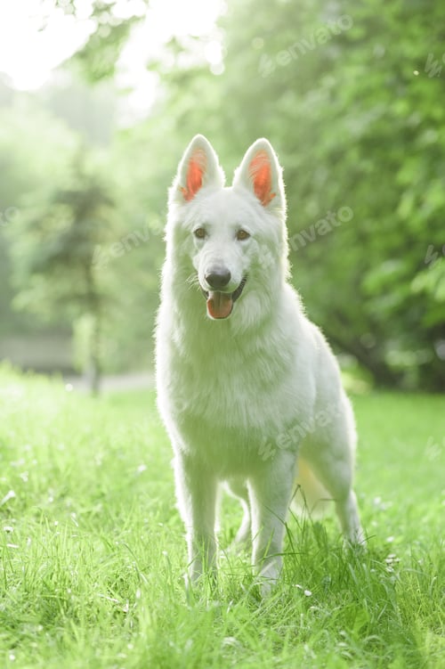 Preview: Labrador retriever lying in green grass - blue sky on background