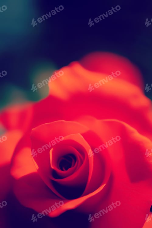 Preview: Rose In Vintage Color Style