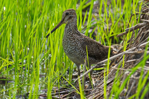 Preview: Beautiful shot of a Latham's snipe