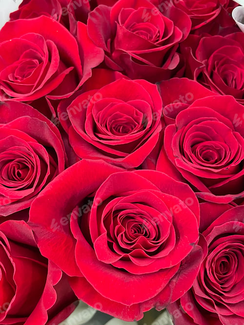 Preview: Red roses