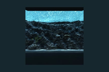 Preview: Fish shoal amidst rocky submerged terrain