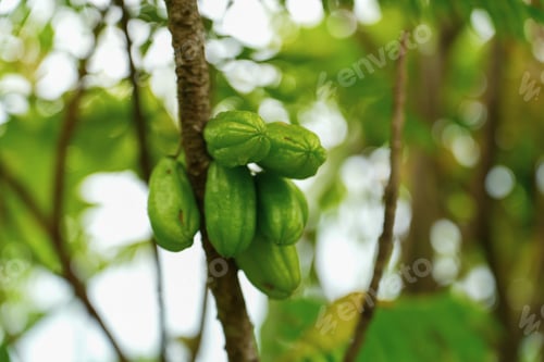 Preview: Bilimbi fruits hanging on a branch with green leaves backgroundิ