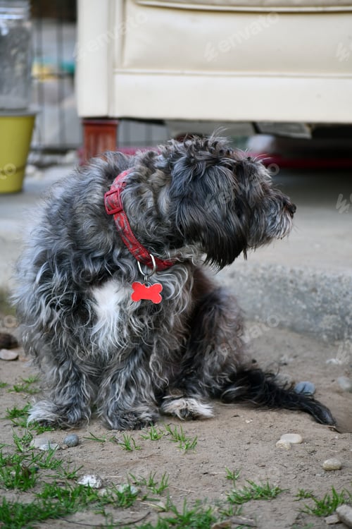 Preview: Vertical shot of a black Schnoodle dog standing outdoors