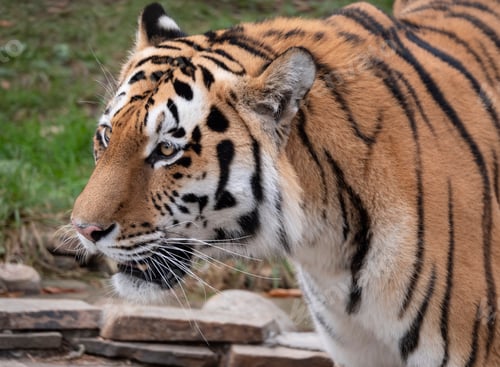 Preview: Close Up Of A Predatory Amur Tiger's Face.