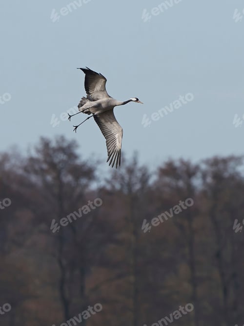 Preview: Common crane (Grus grus)