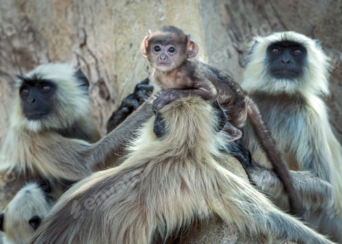 Preview: The monkey act