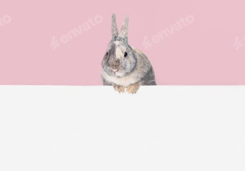 Preview: Front view of a grey cute rabbit standing on a pink background. Great action of a young rabbit.