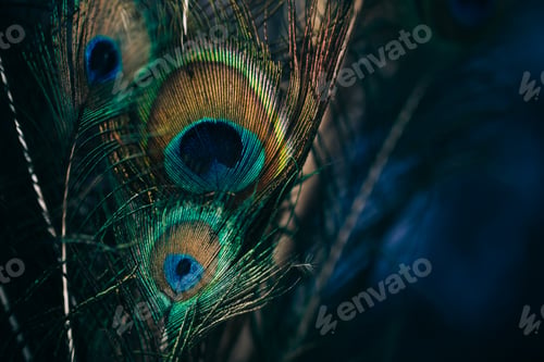 Preview: Closeup of beautiful and colorful peacock feathers.