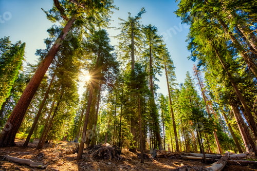 Preview: Forest Of Sequoias In The Mariposa Grove At Yosemite National Park In California