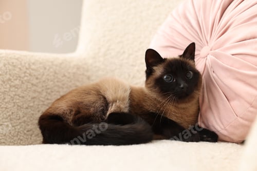 Preview: Adorable Thai cat resting on soft armchair