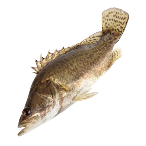 Preview: chinese perch