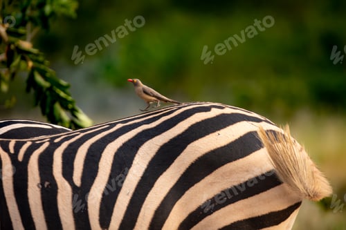 Preview: An oxpecker, Buphagus, on a zebra, Equus zebra.