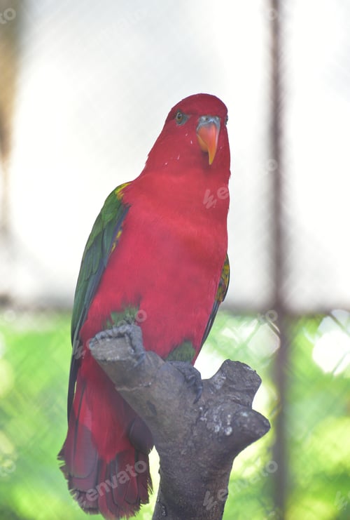 Preview: Lory bird perching on branch, The chattering lory, Lorius garrulus
