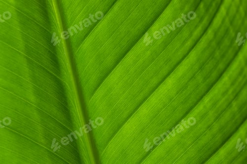 Preview: Green leave texture pattern close up