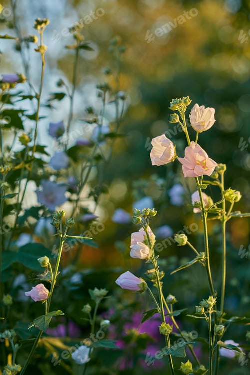 Preview: Late summer garden