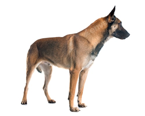 Preview: belgian shepherd dog