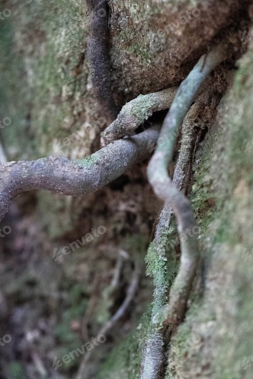 Preview: Moisture-rich roots and branches intertwined amidst lively foliage in a natural setting