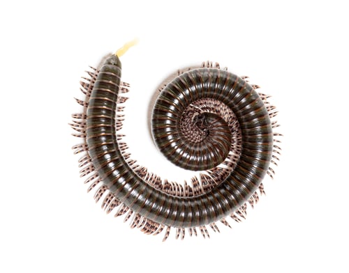 Preview: Ghana speckled leg millipede, Atopochetus specie, coiling up defensively and defecating