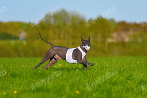 Preview: Mexican Hairless Dog running lure coursing
