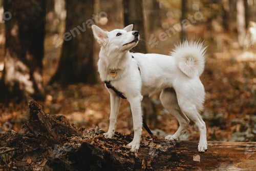 Preview: Adorable white dog sitting on old tree in autumn woods. Cute mixed breed swiss shepherd puppy