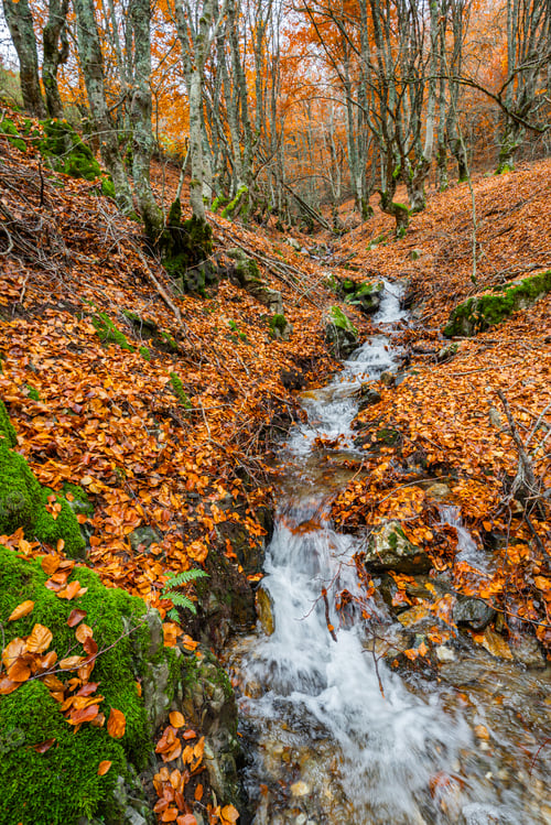Preview: Hayedo de la Pedrosa Natural Protected Area, Spain