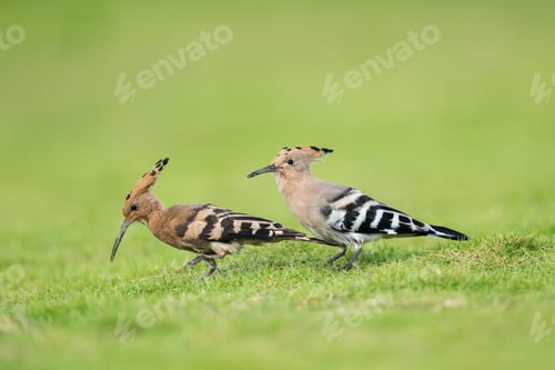 Preview: eurasian hoopoe closeup on green grass