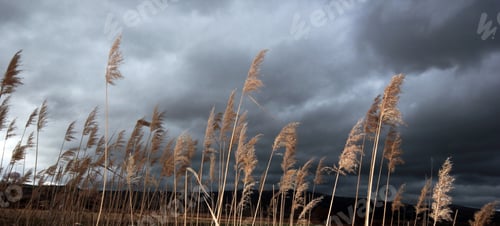Preview: Dramatic sky and reeds