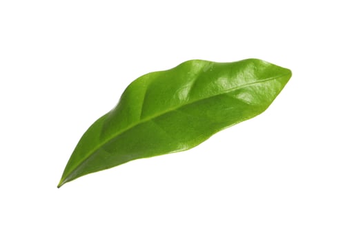 Preview: Fresh green coffee leaf isolated on white